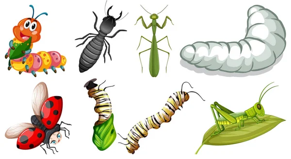 Collection Different Insects Vector Illustration — Stock Vector