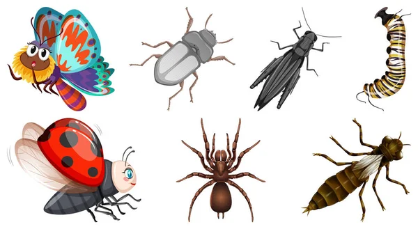 Conjunto Diferentes Tipos Ilustración Insectos — Vector de stock