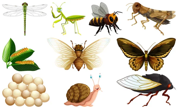 Different Kinds Insects Collection Illustration — Stock Vector