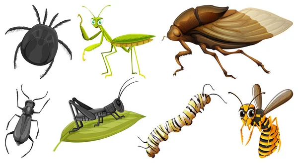 Conjunto Diferentes Tipos Ilustración Insectos — Archivo Imágenes Vectoriales