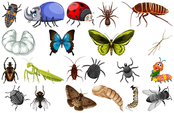 昆虫コレクションのイラストの異なる種類 — ストックベクタ