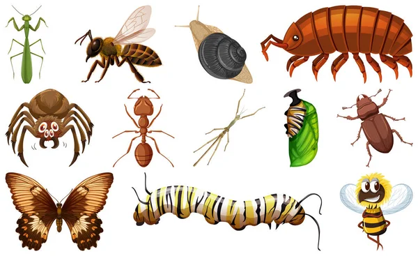 Diferentes Tipos Insectos Colección Ilustración — Vector de stock