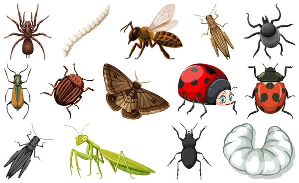 Différents Types Illustrations Collection Insectes — Image vectorielle