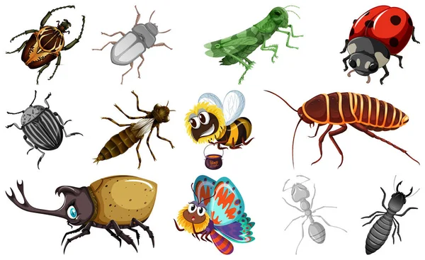 Diferentes Tipos Insectos Colección Ilustración — Vector de stock