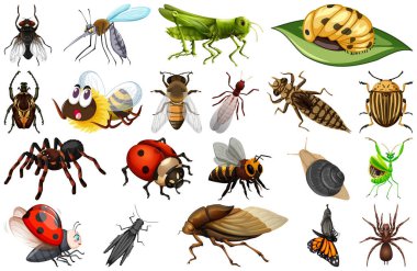 Farklı türde böcek koleksiyonu örnekleri