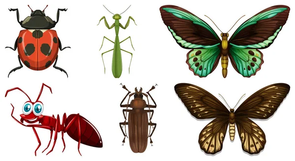 Farklı Böcek Vektör Illüstrasyonlarının Koleksiyonu — Stok Vektör