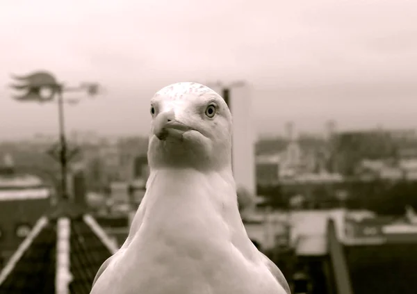 爱沙尼亚塔林老区的屋顶上坐着一只白色的大海鸥 黑白照片 — 图库照片