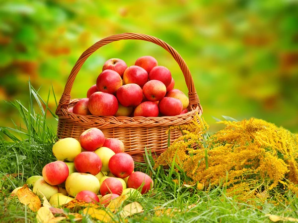 Red and yellow apples. — Stock Photo, Image