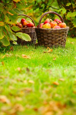 kırmızı ve sarı elmalar.