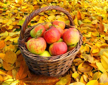 kırmızı ve sarı elmalar.