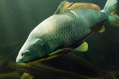 sazan (cyprinus carpio).