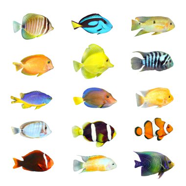 Tropical fish. clipart