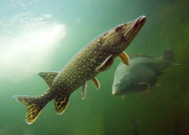 büyük pike (esox lucius).