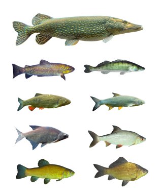 Freshwater fish clipart