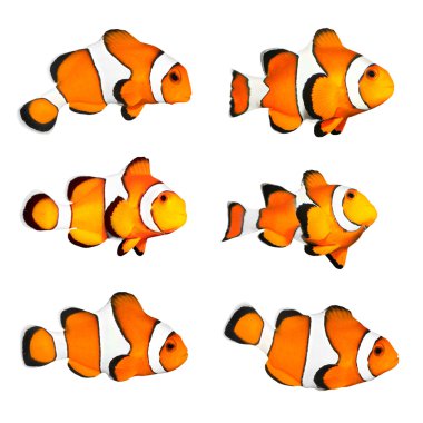 palyaço balığı (amphiprion ocellaris).