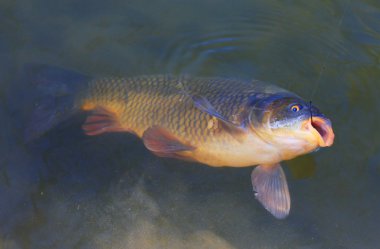 misina üzerinde ortak sazan (cyprinus carpio) mücadele.