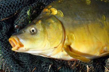 açılış net ortak sazan (cyprinus carpio).