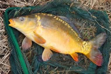misina üzerinde ortak sazan (cyprinus carpio) mücadele.
