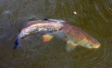 misina nehir üzerinde büyük AK balık (squalius cephalus).