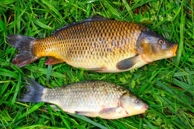 Havuz Carp(Carassius carassius) ve ortak sazan (Cyprinus carpio)
