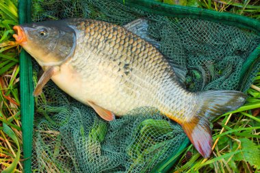 açılış net ortak sazan (cyprinus carpio). Çek Cumhuriyeti, Avrupa radbuza nehir kupa balık.
