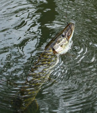 misina nehir üzerinde Kuzey pike (esox lucius).