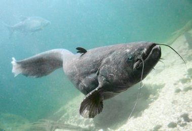 Yayın balığı (silurus glanis).
