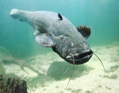 Yayın balığı (silurus glanis).