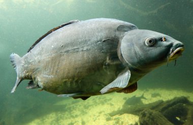 sazan (cyprinus carpio).