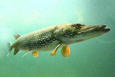 büyük pike (esox lucius).