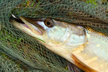 büyük pike (esox lucius) açılış net.