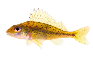 Avrupa ve Kuzey Asya'nın ılıman bölgelerde bulunan Avrasya ruffe (gymnocephalus cernuus) yırtıcı balık.