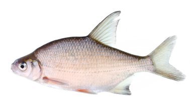 The Silver Bream (Abramis Brama) is a fresh or brackish-water fish belonging to the family Cyprinidae. clipart