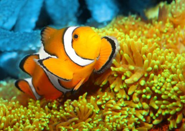 palyaço balığı (amphiprion ocellaris).