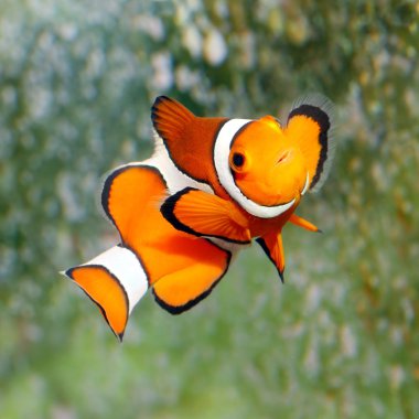 The Clownfish (Amphiprion ocellaris). clipart