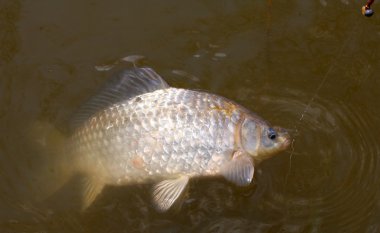 sazan (havuz balığı) bir misina üzerinde mücadele.