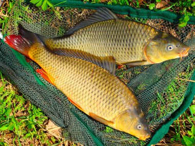 Balık ağı üzerinde balık. ortak sazan (cyprinus carpio). Orta Avrupa'da (Polonya ve Çek Cumhuriyeti), Balık bir Yılbaşı yemeği geleneksel bir parçası olduğunu..