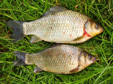 Havuz Carp(Carassius carassius) ve ortak sazan (Cyprinus carpio)