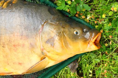 açılış net ortak sazan (cyprinus carpio). Çek Cumhuriyeti, Avrupa radbuza nehir kupa balık.
