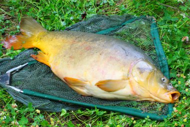 açılış net ortak sazan (cyprinus carpio). Çek Cumhuriyeti, Avrupa radbuza nehir kupa balık.
