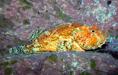 scorpionfish (scorpaena porcus).