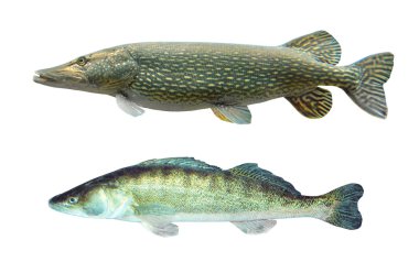 Two predatory fish Pike (Esox Lucius) and Pikeperch (Sander Lucioperca).
