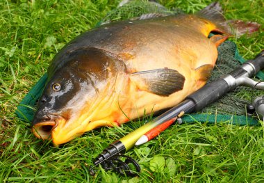 açılış net ortak sazan (cyprinus carpio). Çek Cumhuriyeti, Avrupa radbuza nehir kupa balık.