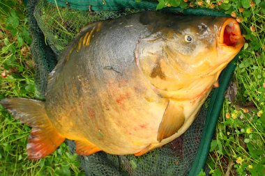 açılış net ortak sazan (cyprinus carpio). Çek Cumhuriyeti, Avrupa radbuza nehir kupa balık.