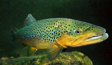 bir dağ Gölü'brown trout (salmo trutta) sualtı fotoğraf.