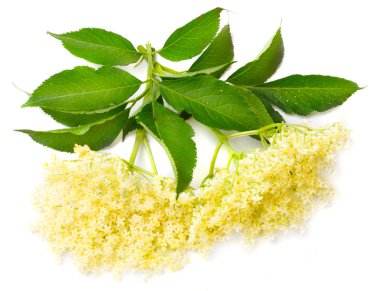 çiçek ve meyveleri medicinally en sık kullanılan grip ve ateş, anjin karşı sambucus nigra - yaşlı-