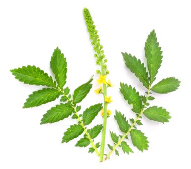 The Common agrimony (Agrimonia eupatoria) used as a cure for male impotence, disorders of the kidneys, liver and bladder, insomnia, and for irritable bowel syndrome. clipart