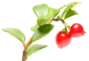 yaban mersini (vaccinium vitis-idaea) bir büzücü, disinfectant.antise ptic, idrar söktürücü ve tedavi meme kanseri, diabetes mellitus, romatizma ve çeşitli ürogenital koşullar kullanılmıştır