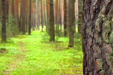 Pine forest. Close up pine bark with shallow dof. Czech Republic - Europe. clipart