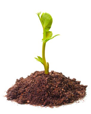 Genç fide bir toprakta büyüyen bir bezelye (pisum sativum). bezelye yüksek lif, protein, vitamin, mineraller ve lutein.